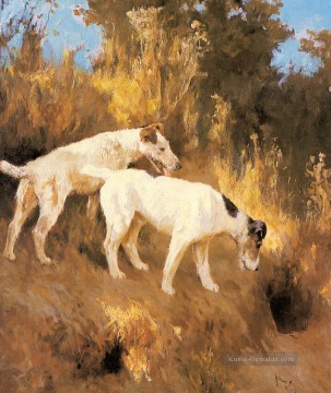  hund - Terrier On The Scent Arthur Wardle dog